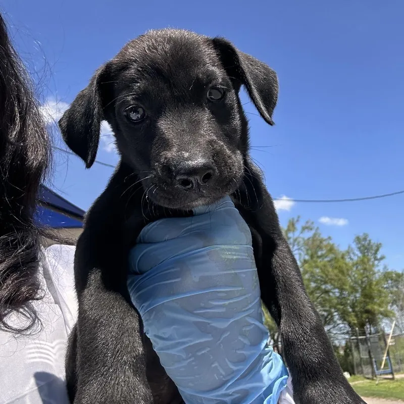 A baby small-sized female Black Shepherd dog named Ella for adoption in Edinburg, TX