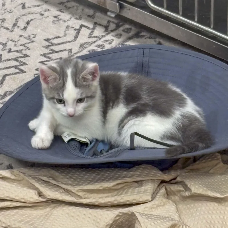 A baby medium-sized male Gray & White Domestic Short Hair cat named Cookie for adoption in Stamford, CT