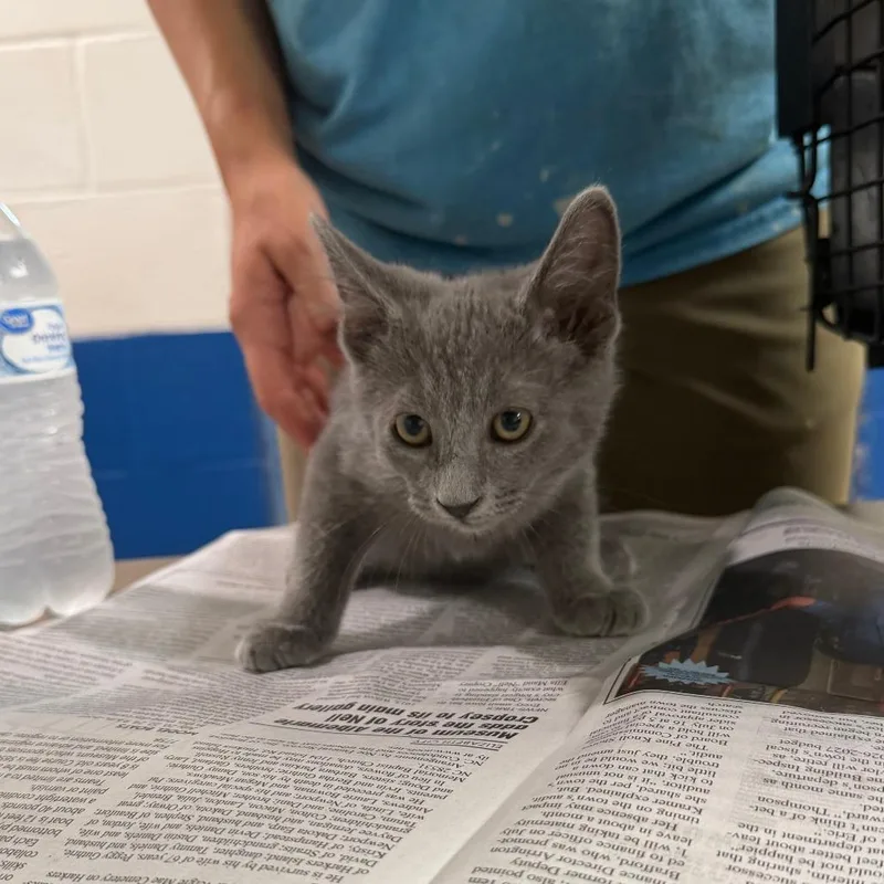 A baby small-sized male Gray / Blue / Silver Domestic Short Hair cat named Spanky for adoption in Newport, NC