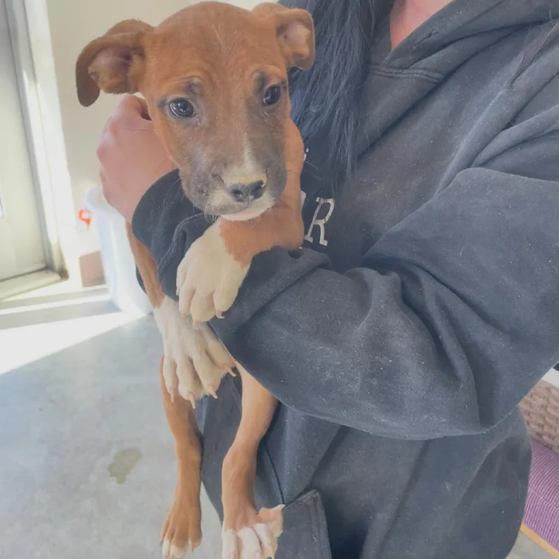 A baby small-sized male Yellow / Tan / Blond / Fawn American Bulldog dog named Chupacabra for adoption in Incline Village, NV