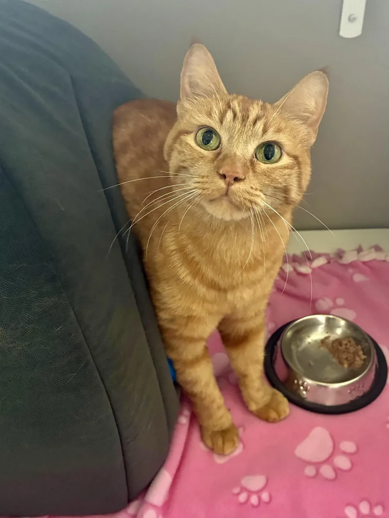 An adult medium-sized male Orange / Red Domestic Short Hair cat named Hobbes for adoption in Jamestown, ND