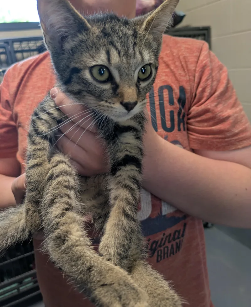 A young small-sized male Tabby (Brown / Chocolate) Domestic Short Hair cat named Mr. Pibb for adoption in Bedford, VA