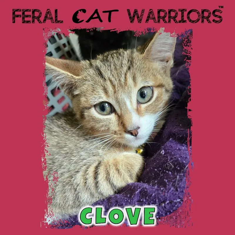 A young small-sized female Brown / Chocolate Domestic Short Hair cat named Clove for adoption in Kingman, AZ