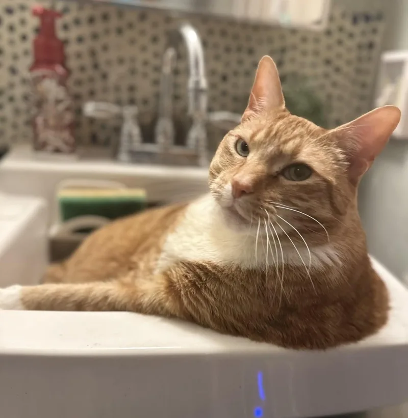 Ninja  The Giant thumbnail 3