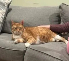 Ninja  The Giant thumbnail 4