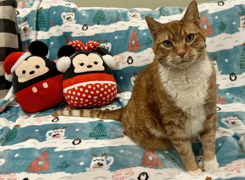 Ninja  The Giant thumbnail 5