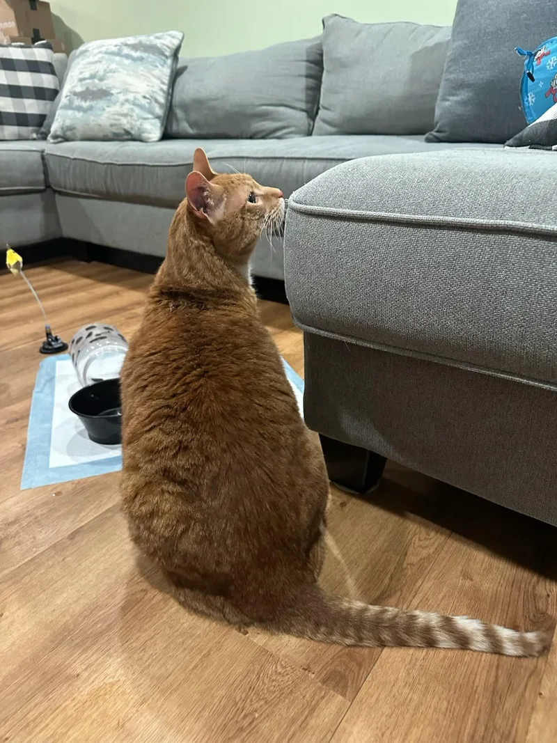 Ninja  The Giant thumbnail 6