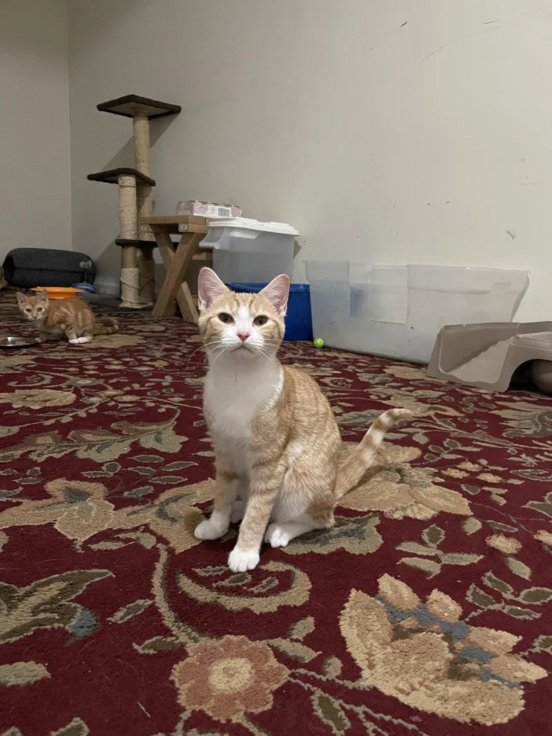 A baby medium-sized female Orange / Red Domestic Short Hair cat named Wren for adoption in Herndon, VA
