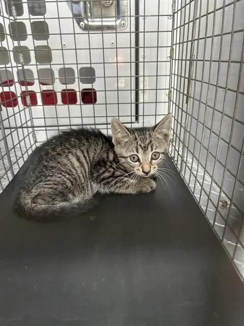 A baby small-sized female Domestic Short Hair cat named Kiwi for adoption in Palmetto, FL