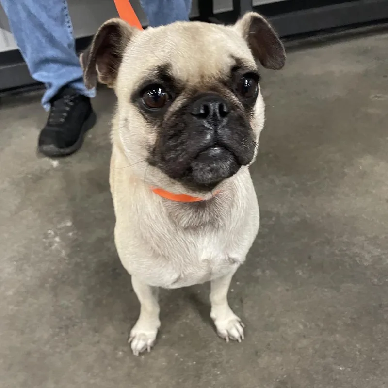 An adult small-sized female White / Cream Pug dog named Paris for adoption in Tampa, FL