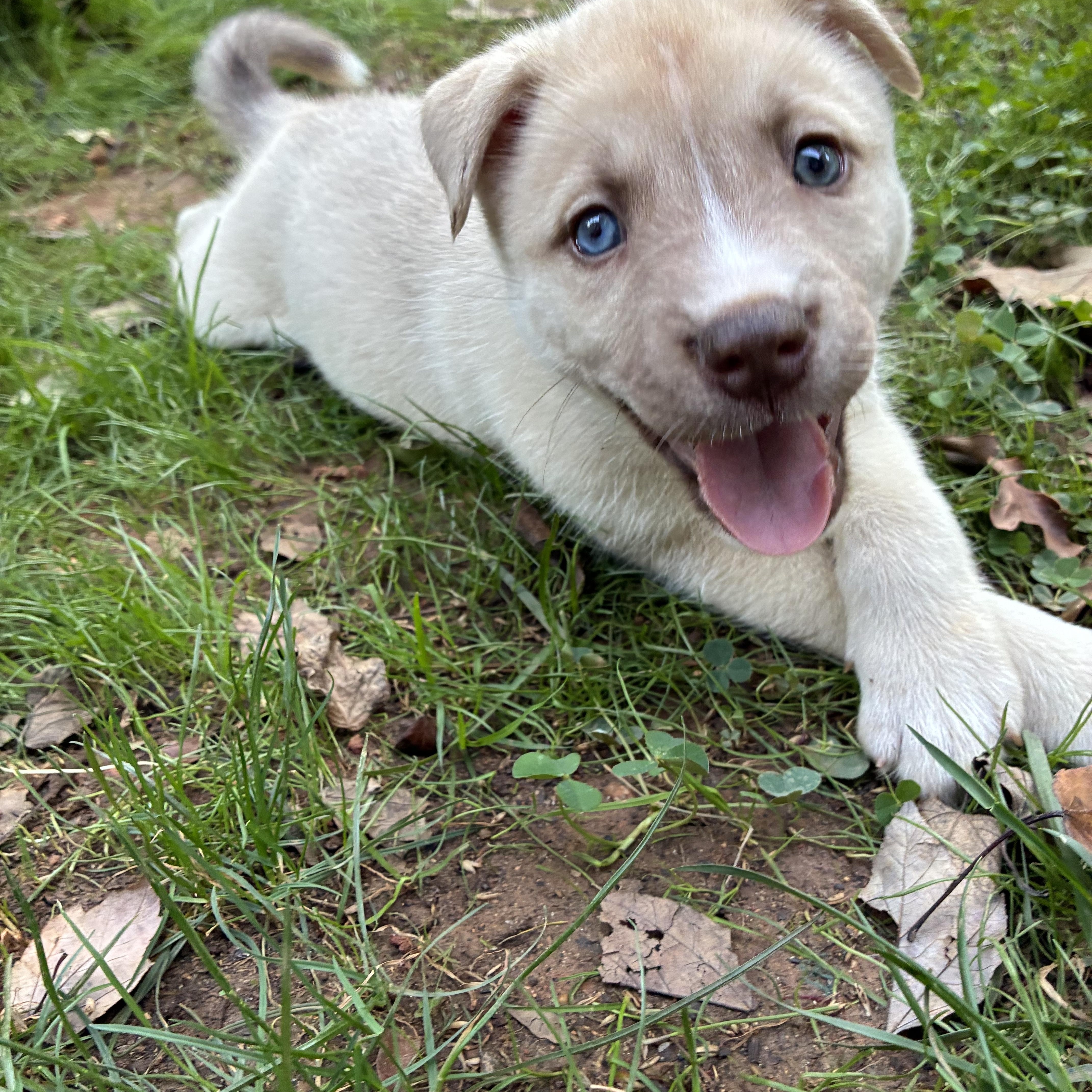 A baby large-sized male Anatolian Shepherd dog named Timmy for adoption in Greensboro, NC