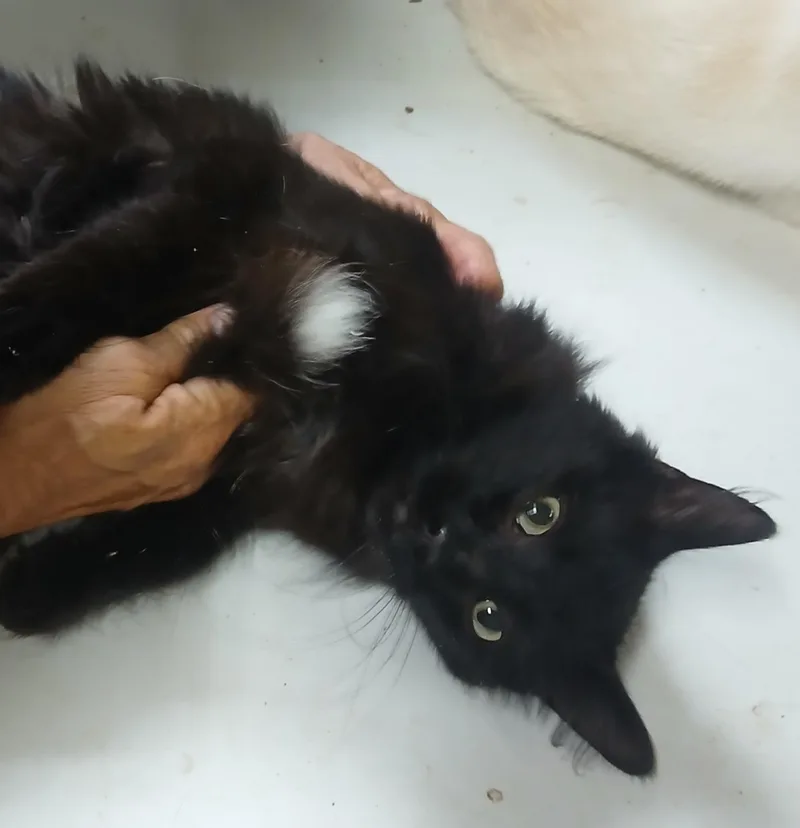 A young medium-sized male Black Domestic Medium Hair cat named Dipped to Tip for adoption in Lees Summit, MO