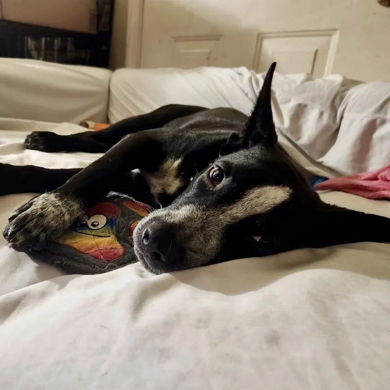 Ronnie Mclovin thumbnail 4