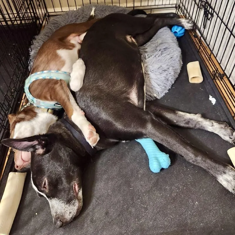 Ronnie Mclovin thumbnail 5