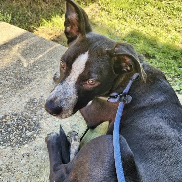 Ronnie Mclovin thumbnail 6