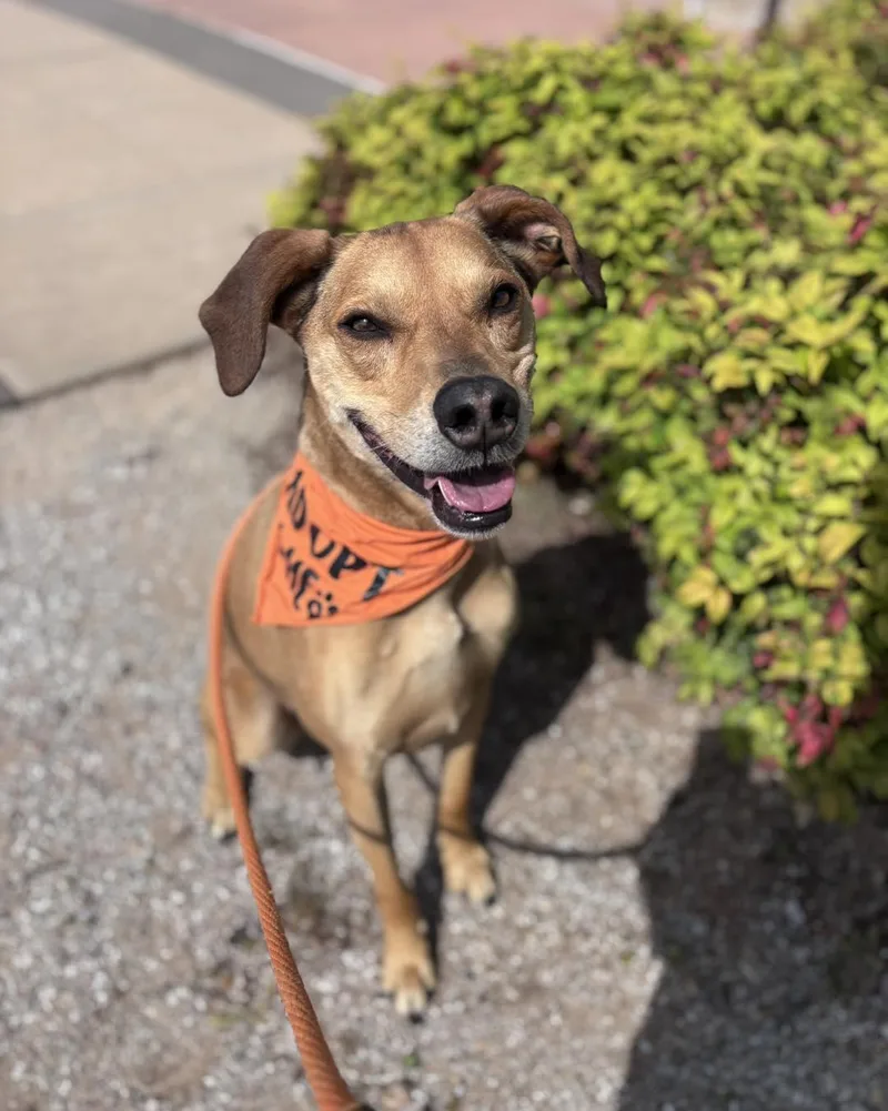 A senior medium-sized male Labrador Retriever dog named Pluto for adoption in Stillwater, OK