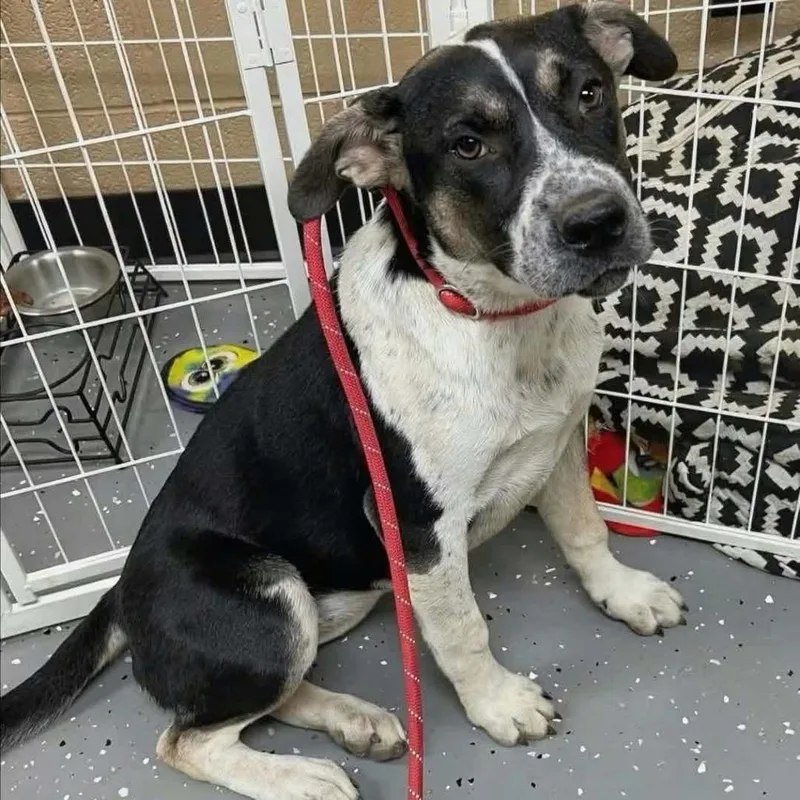 A young medium-sized female Black Beagle dog named Wilma for adoption in Hackett, AR