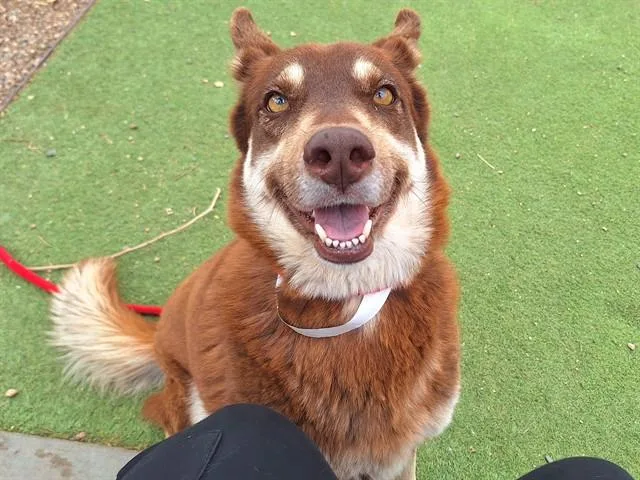 An adult large-sized female Siberian Husky dog named Suni for adoption in Mesa, AZ