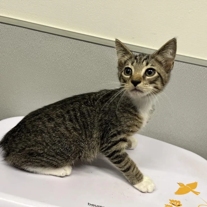 A baby small-sized male Gray / Blue / Silver Domestic Short Hair cat named Moose for adoption in Tampa, FL