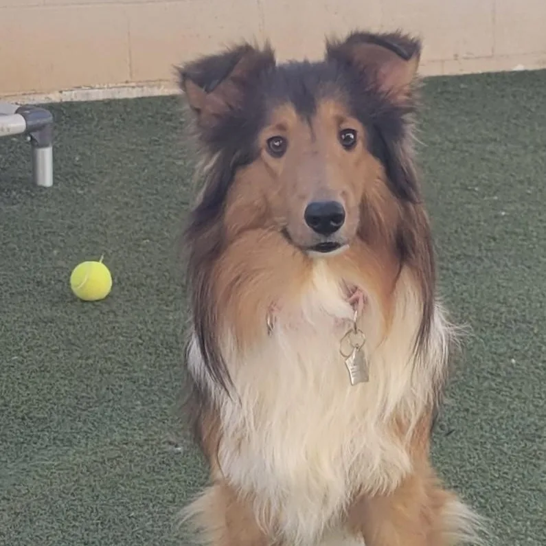 A young medium-sized female Shetland Sheepdog / Sheltie dog named Paloma for adoption in Rock Hill, SC