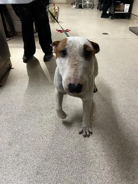 An adult medium-sized male Bull Terrier dog named Woody for adoption in Riverside, CA