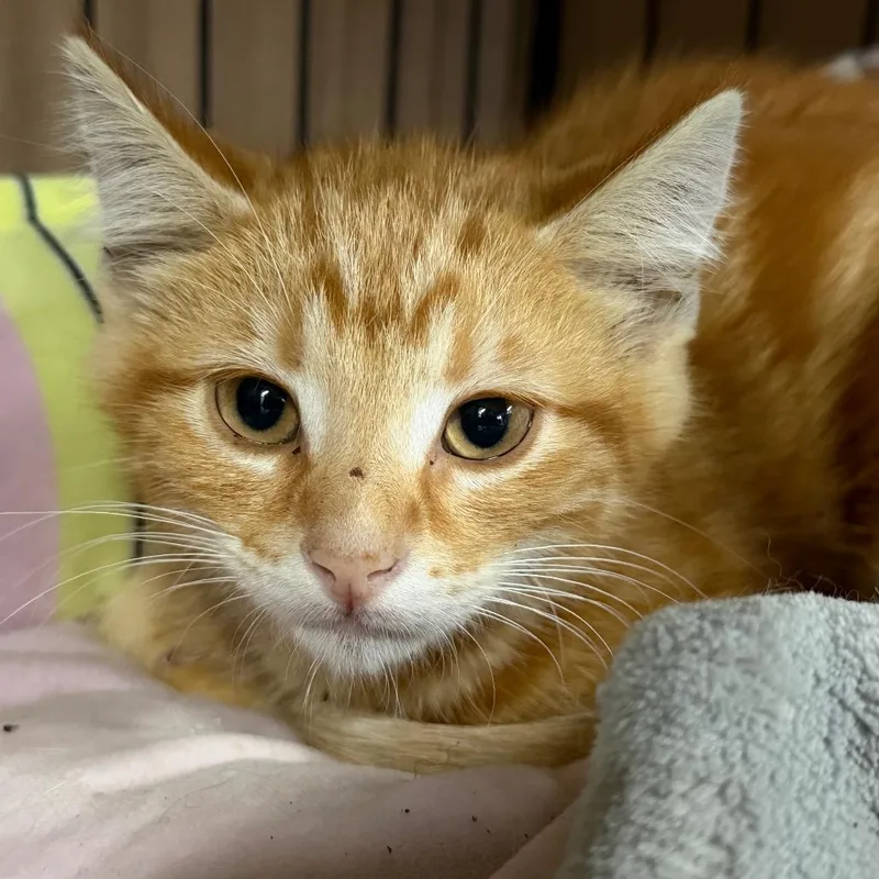 A baby small-sized male Orange / Red Domestic Short Hair cat named James Dean for adoption in Long Beach, CA