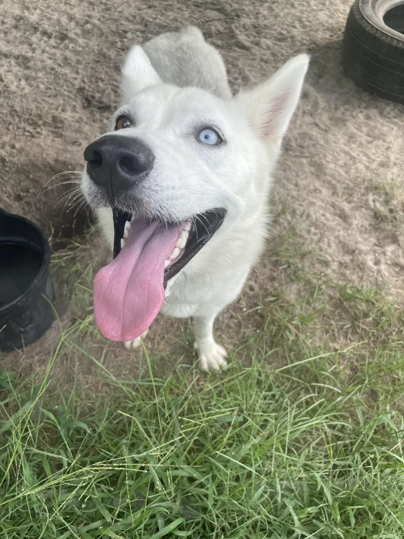An adult medium-sized female White / Cream Husky dog named Star for adoption in Manning, SC