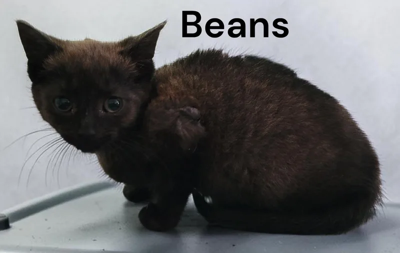 Beans