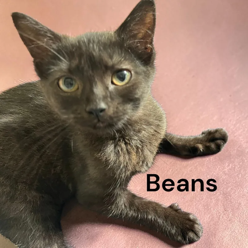 Beans thumbnail 2