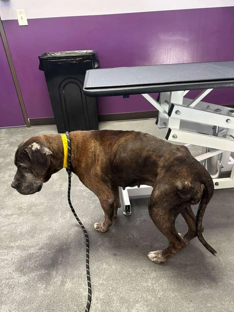 A senior medium-sized female Bicolor Mastiff dog named Sweetie for adoption in Inglewood, CA