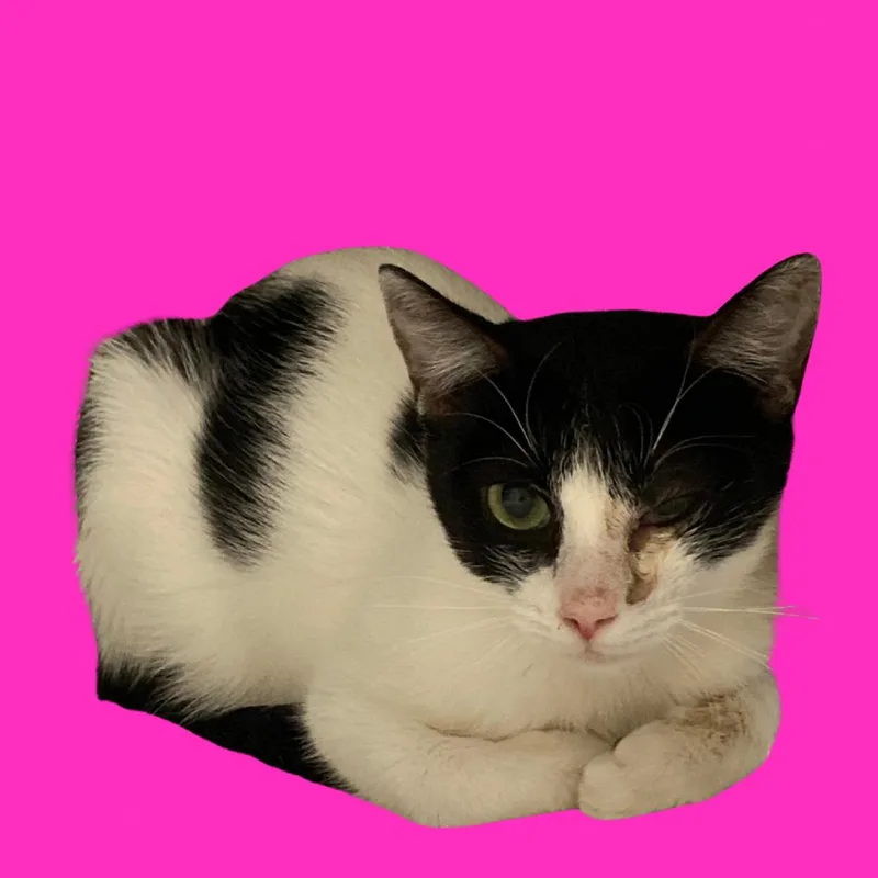 A young small-sized female Black Domestic Short Hair cat named Sushi for adoption in Blue Ridge, GA