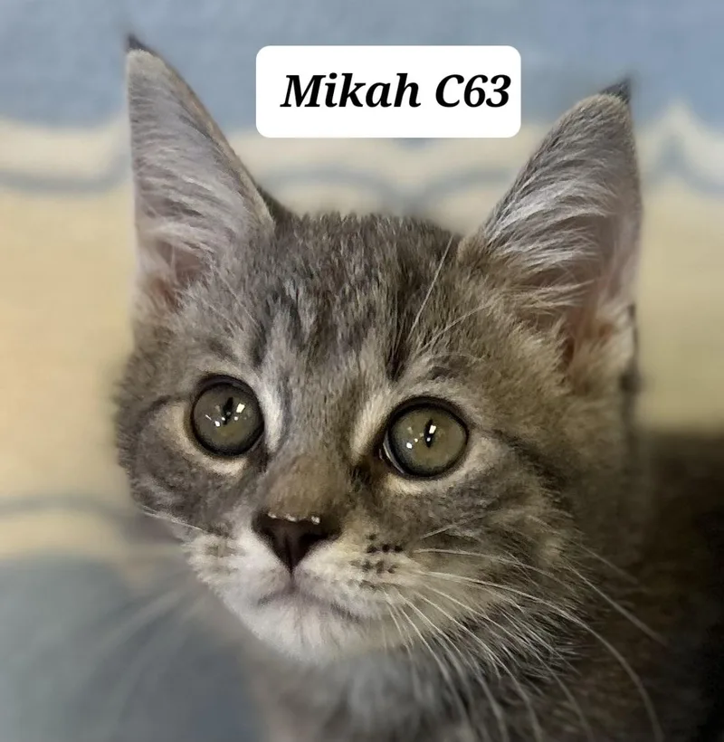 A baby medium-sized male Tabby (Gray / Blue / Silver) Domestic Medium Hair cat named Mikah for adoption in Morganton, NC