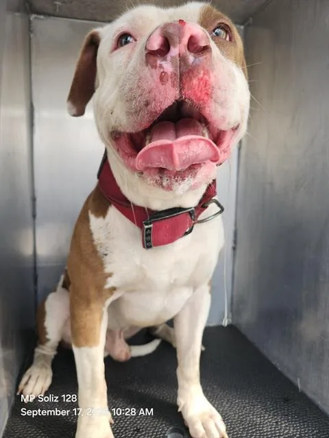 An adult large-sized male American Bulldog dog named Homie D for adoption in San Antonio, TX