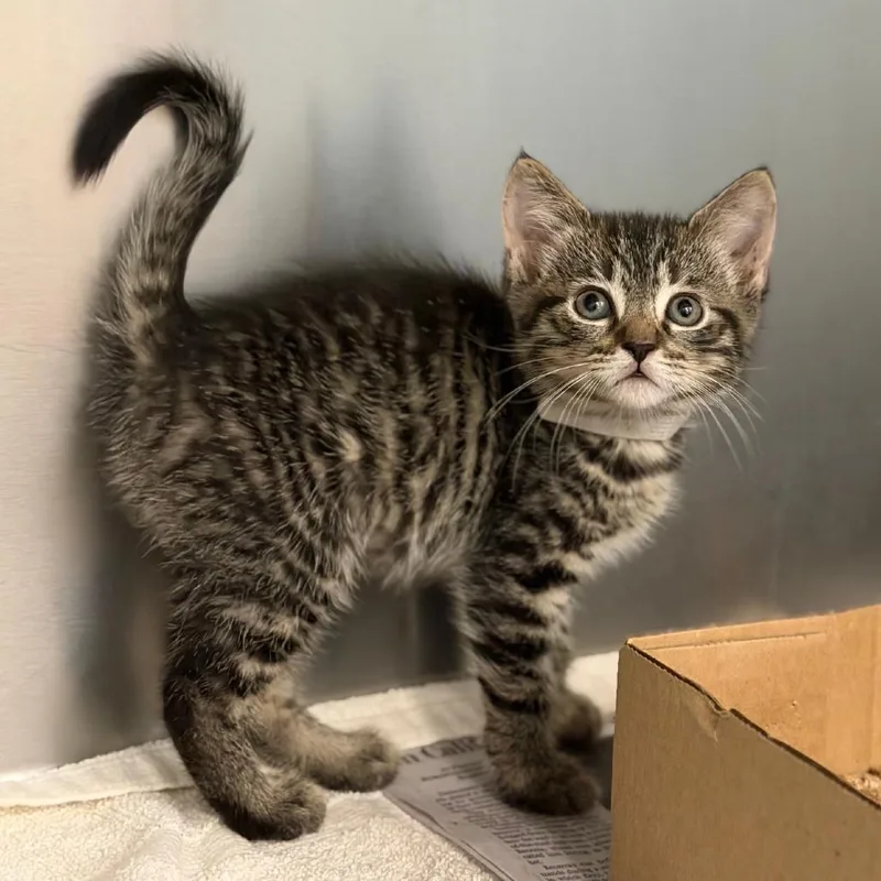 A baby small-sized female Black American Shorthair cat named Shania for adoption in Marshall, VA