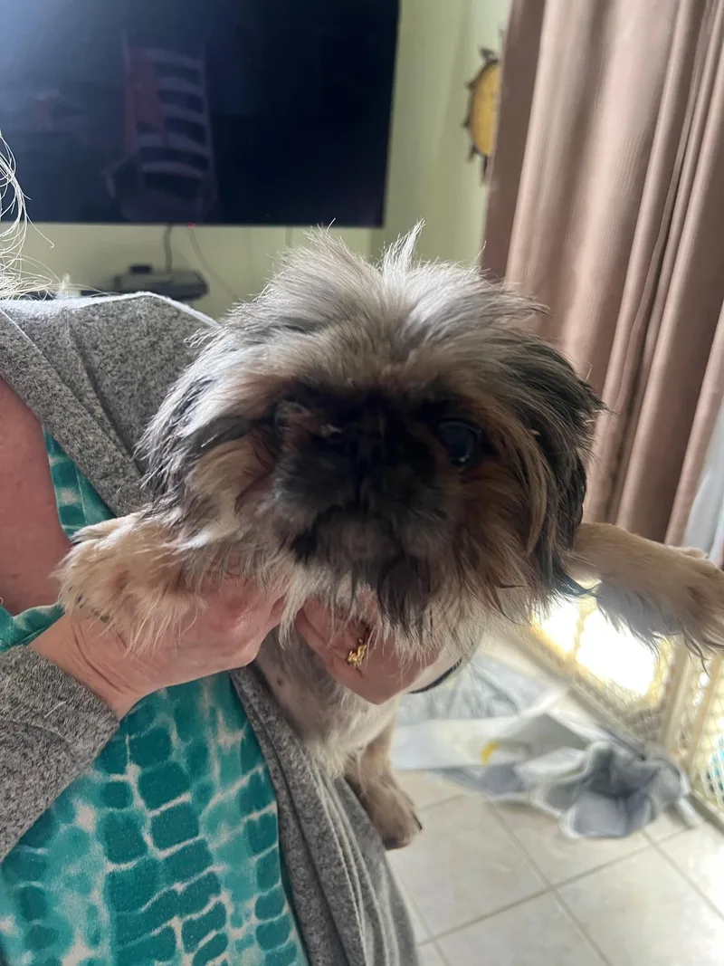 An adult small-sized female Shih Tzu dog named Skylar for adoption in Chesapeake Beach, MD
