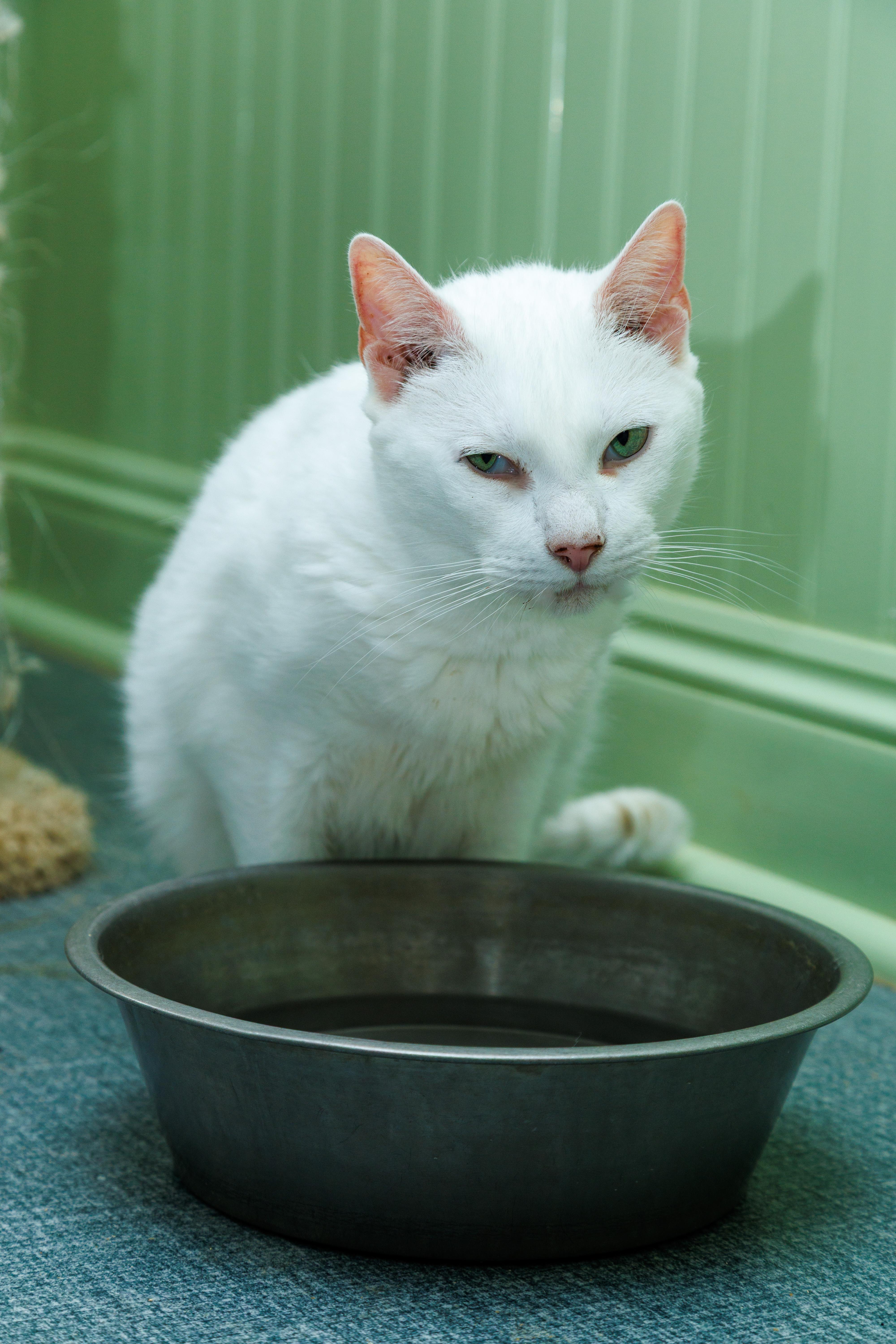 An adult large-sized male White Domestic Short Hair cat named Walter for adoption in Chester Springs, PA