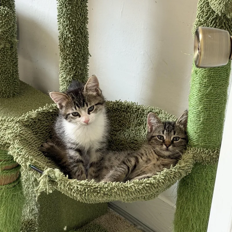 A baby medium-sized male Tabby (Gray / Blue / Silver) Domestic Short Hair cat named Rex for adoption in East Amherst, NY