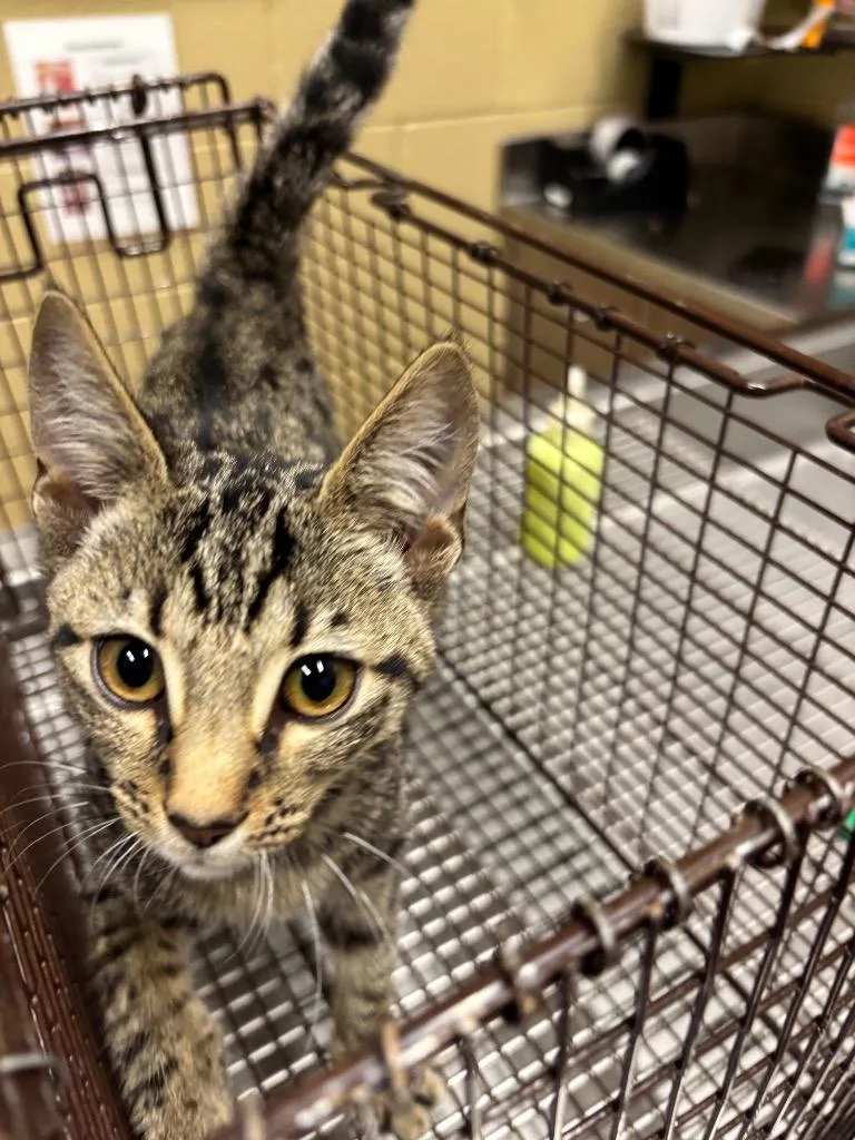 A baby small-sized male Domestic Short Hair cat named Georgeyy for adoption in Douglasville, GA