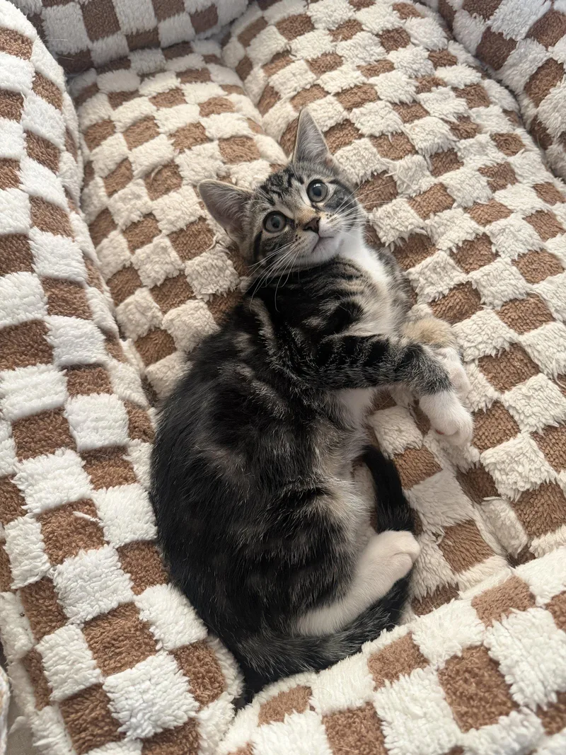 A baby medium-sized female Domestic Short Hair cat named Marble for adoption in Naugatuck, CT