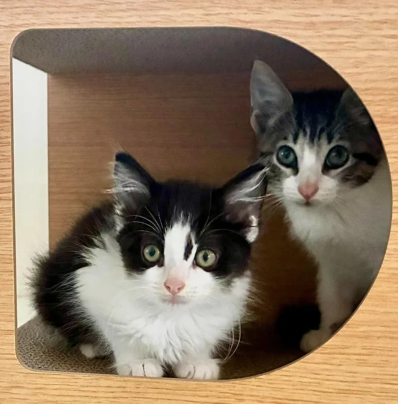 A baby medium-sized female Black & White / Tuxedo Domestic Medium Hair cat named Sophie for adoption in Emerald Isle, NC