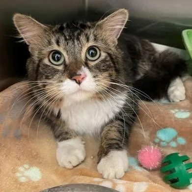A young medium-sized male Tabby (Brown / Chocolate) Domestic Medium Hair cat named Evan for adoption in Rochester, MN