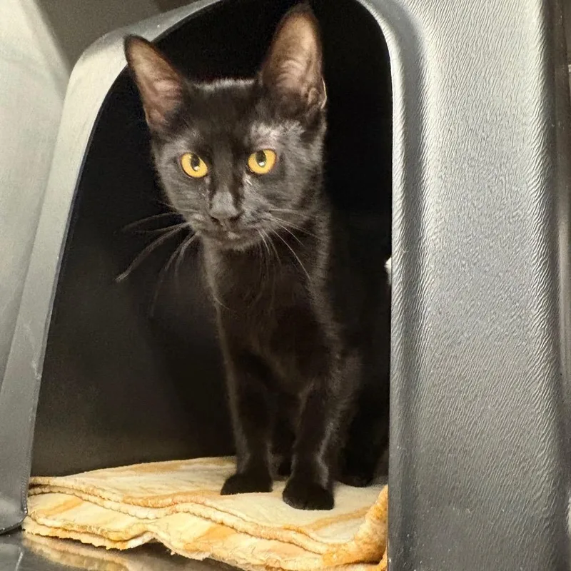 A baby medium-sized female Domestic Short Hair cat named Belinda for adoption in Spokane, WA