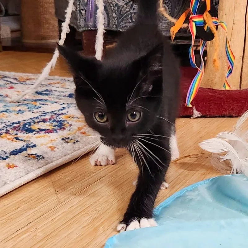A baby small-sized male Black Domestic Short Hair cat named Xenon for adoption in Woodinville, WA