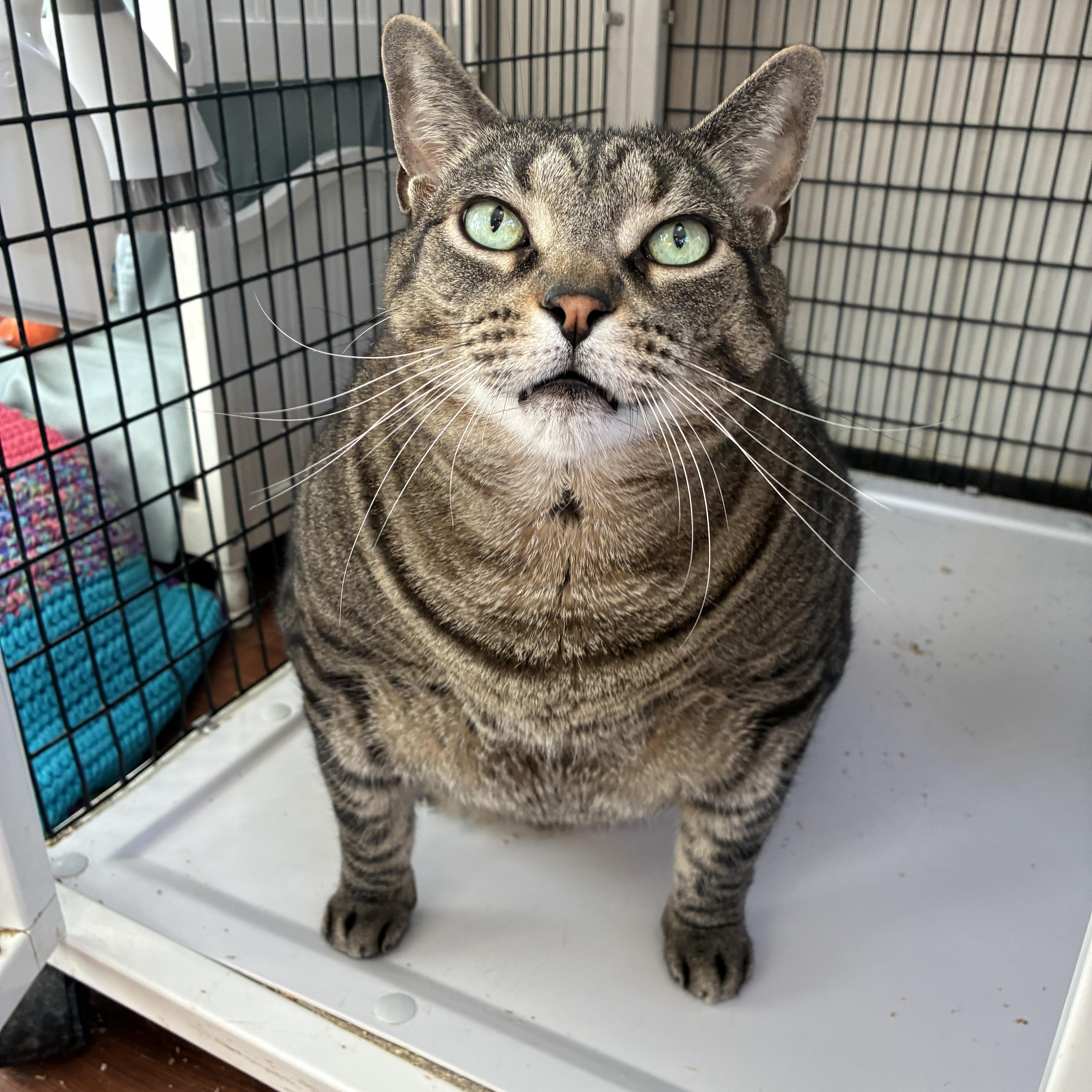 An adult extra large-sized male Tabby (Tiger Striped) Domestic Short Hair cat named Rhyker for adoption in Breinigsville, PA