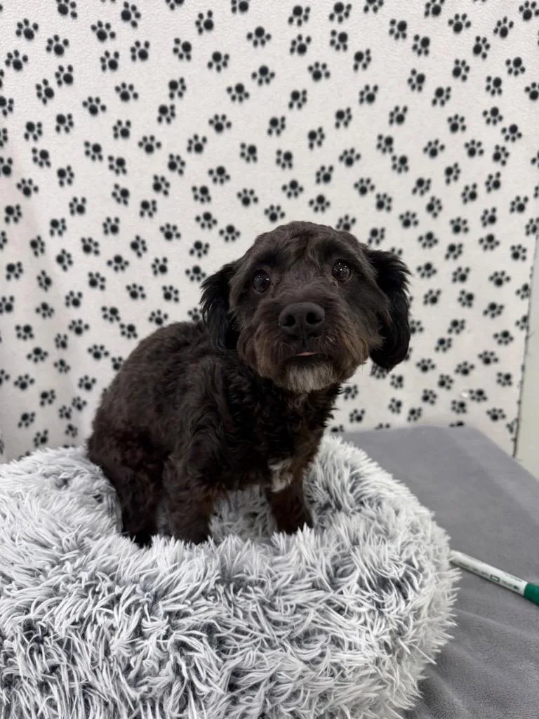 A young small-sized male Terrier dog named Flynn for adoption in Brookings, OR