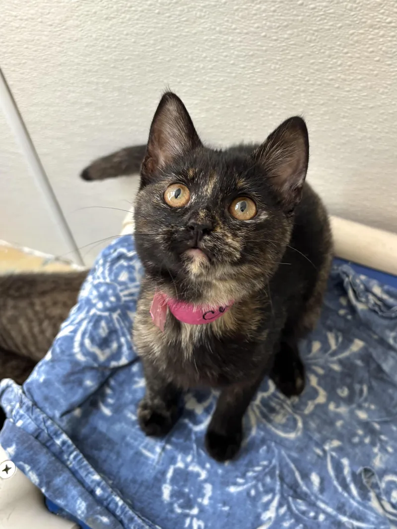 A baby medium-sized female Tortoiseshell Domestic Short Hair cat named Cayenne for adoption in Chicago, IL