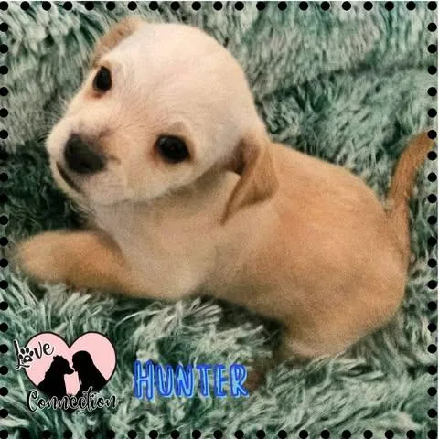 A baby medium-sized male Golden Labrador Retriever dog named Hunter for adoption in Gilbert, AZ