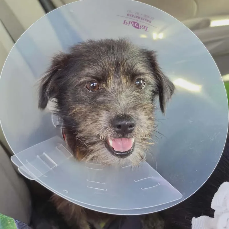 An adult small-sized male Black Terrier dog named Mario for adoption in Commerce City, CO