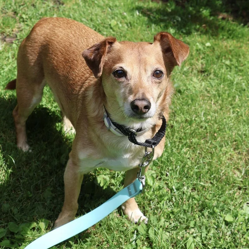 Chico