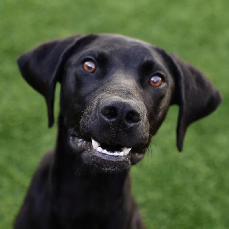 A young medium-sized male Black Pointer dog named Jack for adoption in Ottawa, KS